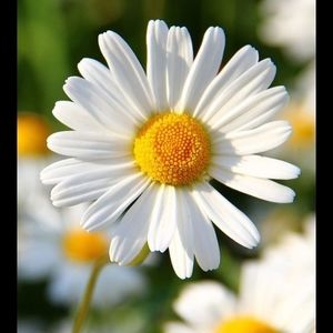 Meet your Posher, Joe